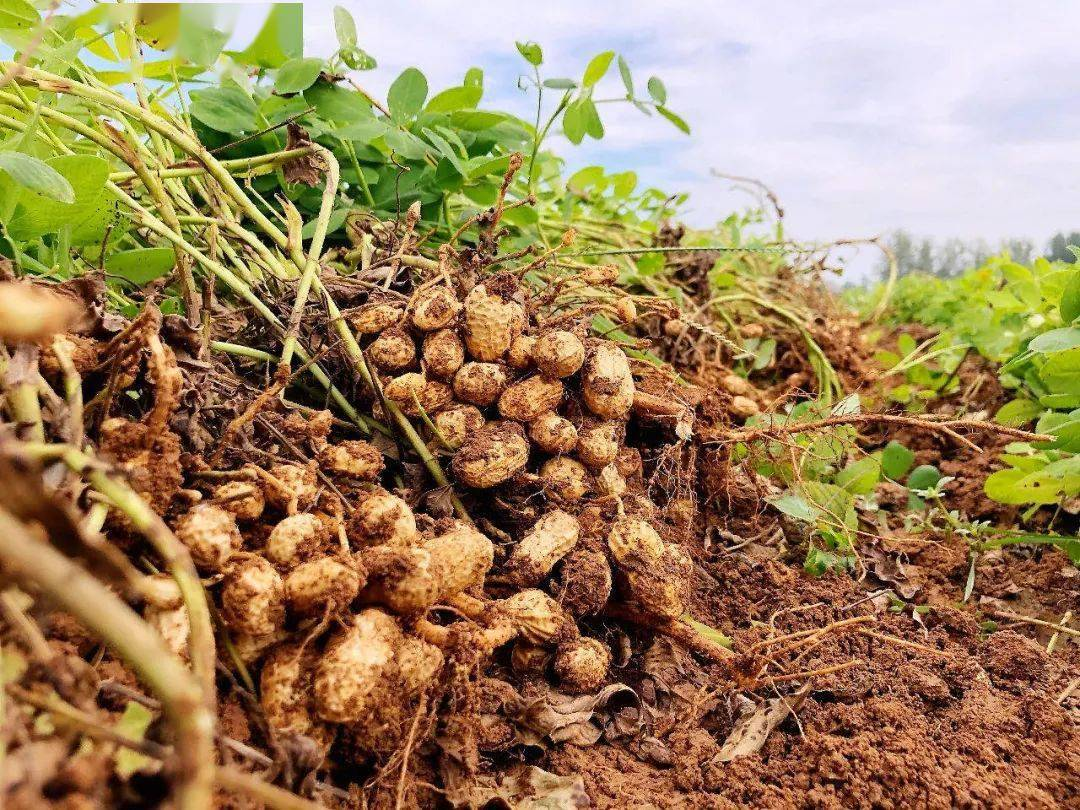 農產品配送公司為您分享：花生的核心價值
