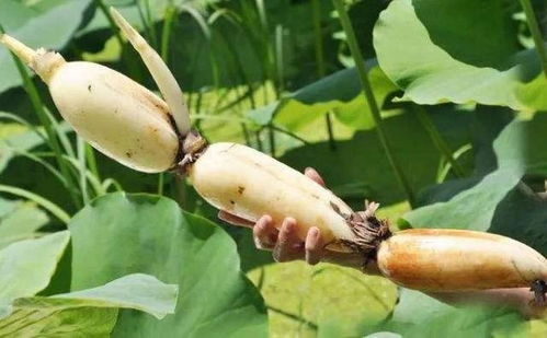 哪些人不適合吃蓮藕？深圳農產品配送中心與您分享