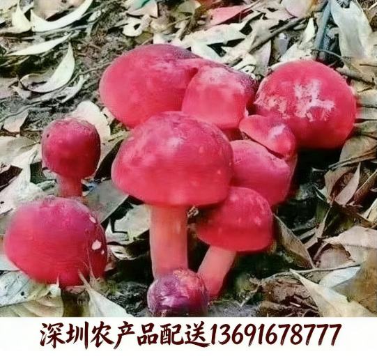 東莞農產品配送?中心解析：紅菌為什么價格高昂